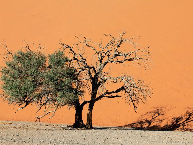 Tiếng gọi nơi hoang dã Namibia