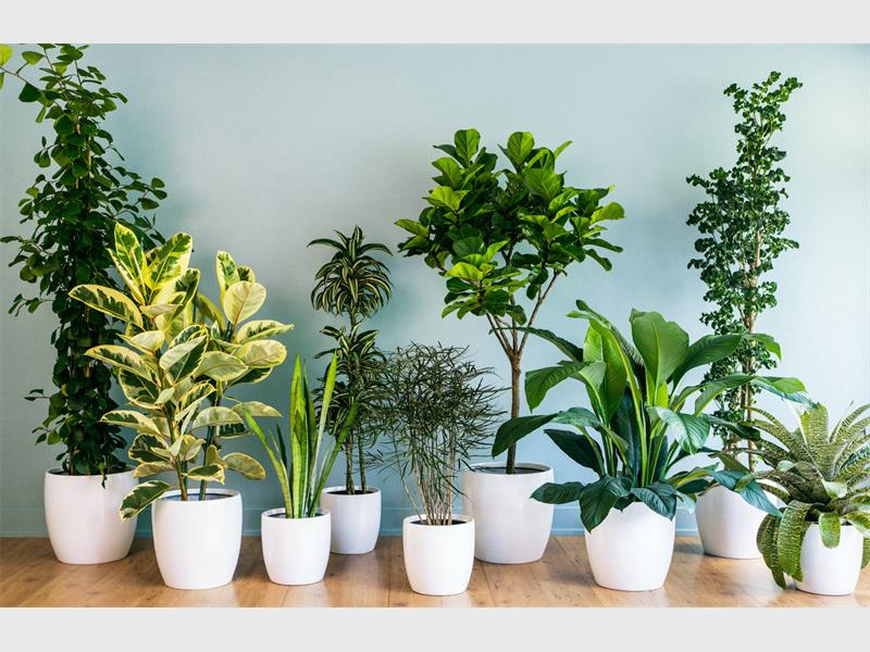 10 Loại cây trồng trong nhà thanh lọc không khí tốt nhất cho phòng ngủ