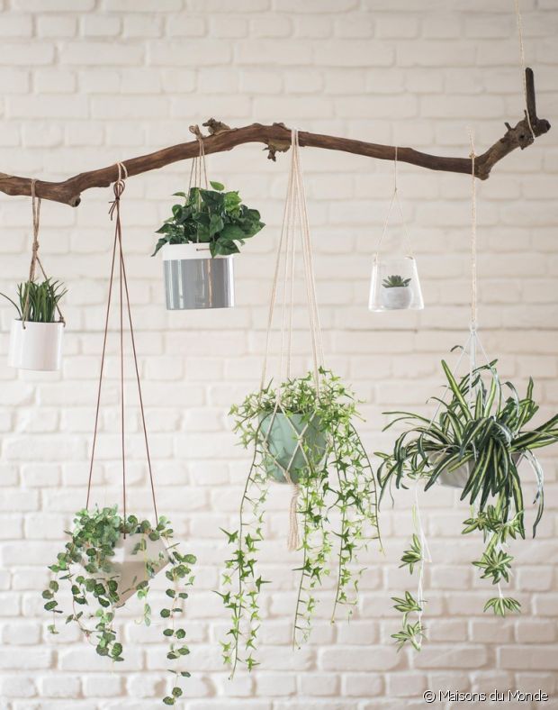 cây cảnh trong nhà-ốc đảo xanh elledecoration vn 2