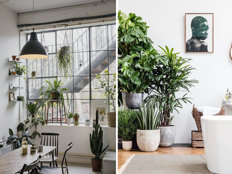 5 sai lầm tai hại về cây trồng trong không gian sống | ED Tips