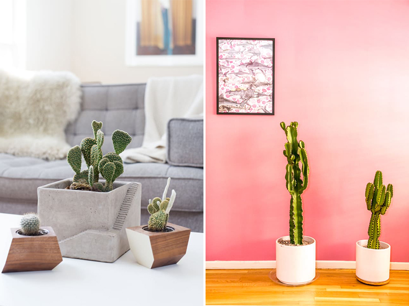 5 sự thật thú vị về cây xương rồng | ED Tips