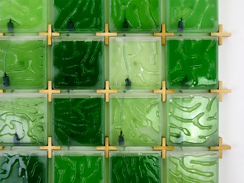 Mô hình trang trại nuôi tảo thu nhỏ cho nhà ở