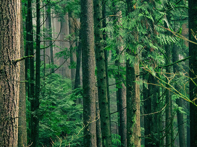 Trồng rừng có phải giải pháp đương đầu biến đổi khí hậu?