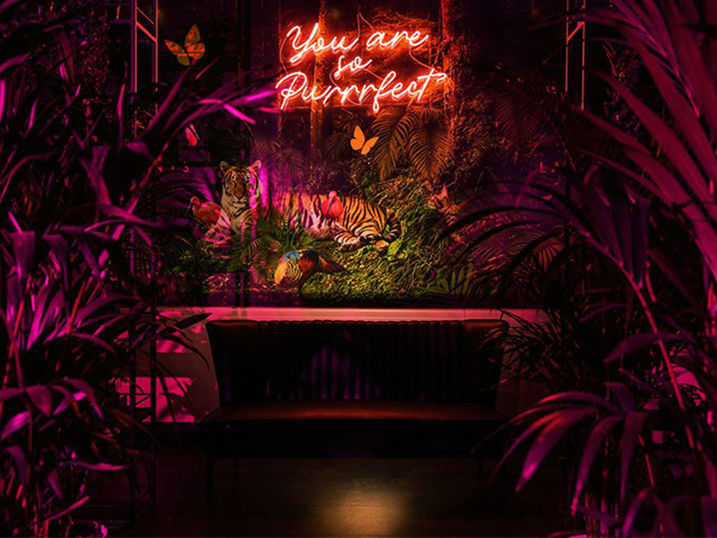 CAT bar - Cảm hứng dí dỏm về loài mèo