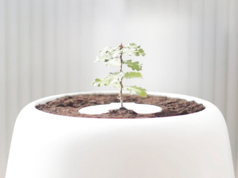 Những chậu cây lạ kỳ