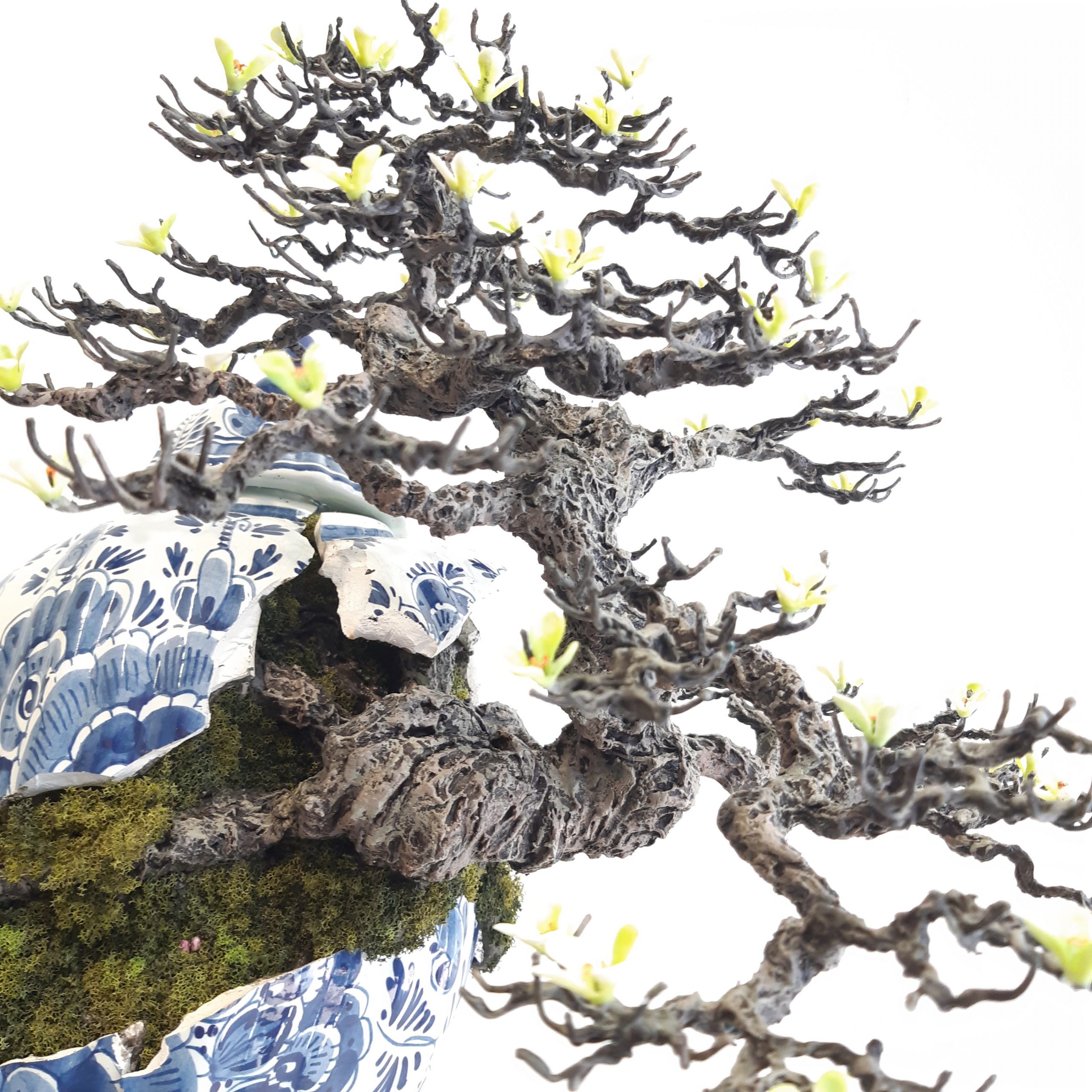 cay canh bonsai binh gom