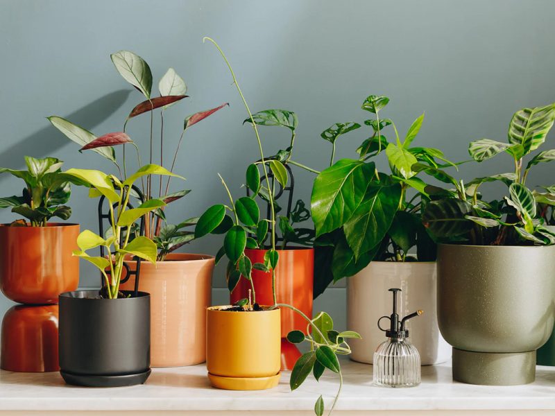 Chậu hoa và những điều kiện cần cho cây trồng trong nhà khoẻ đẹp