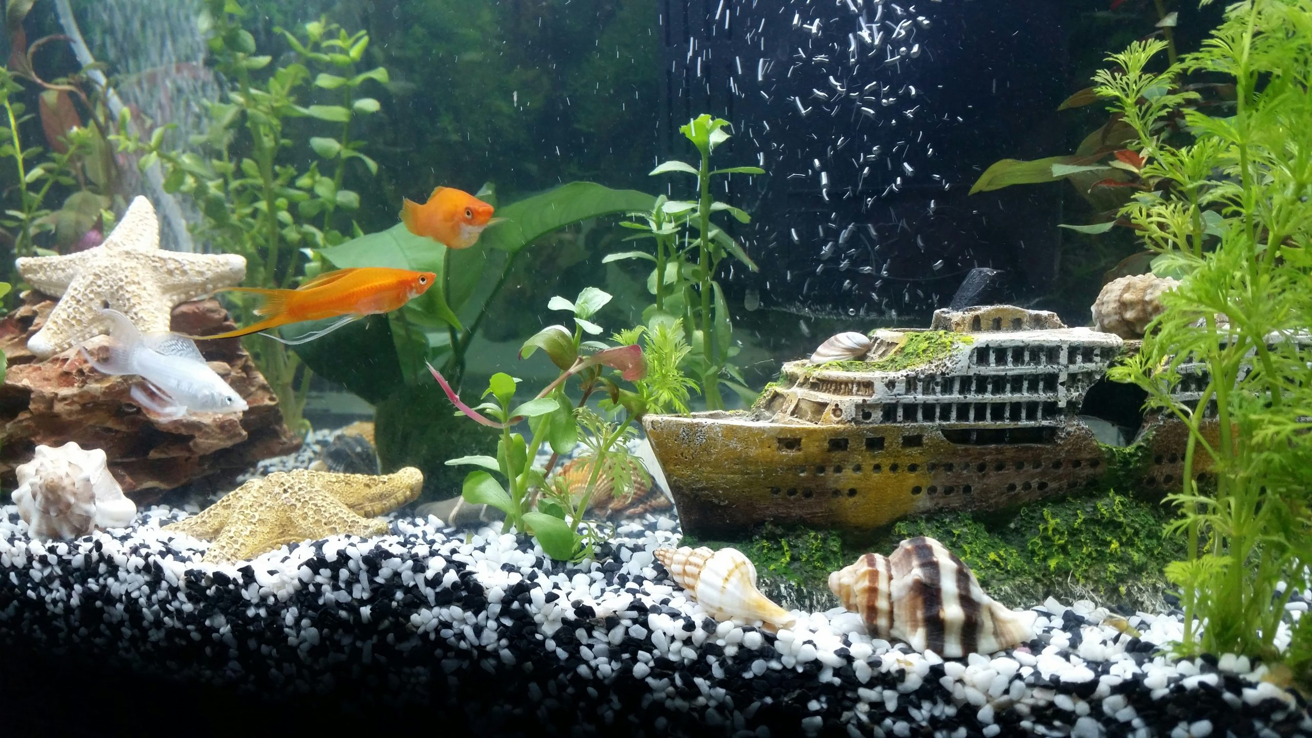 fish tank ca canh