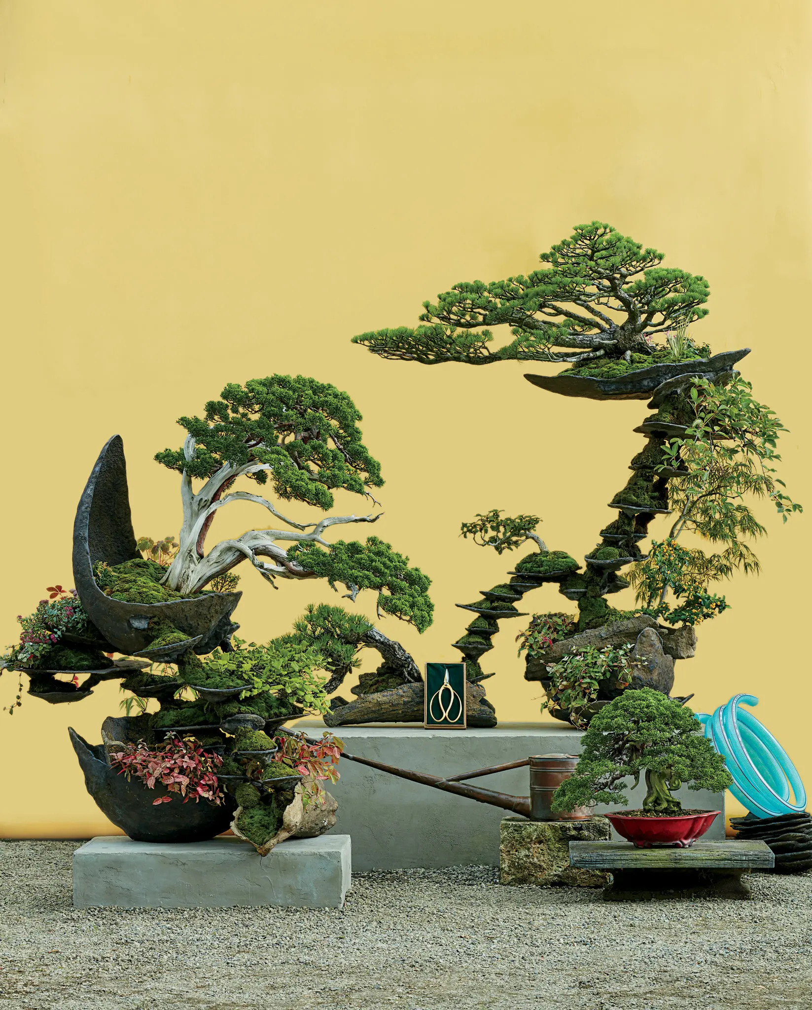 bonsai nghe thuat trong cay nhat ban