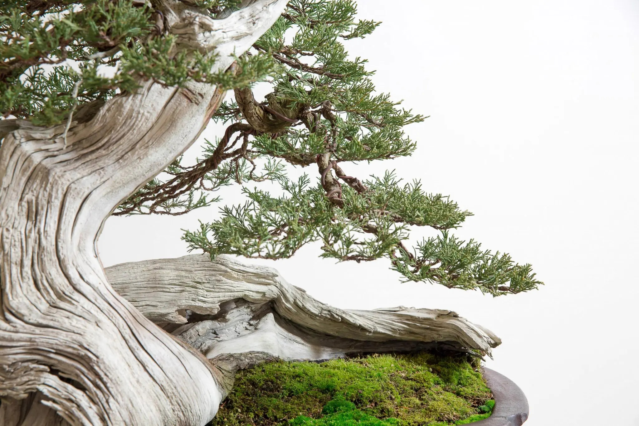 bonsai nghe thuat tao dang cay canh nhat ban