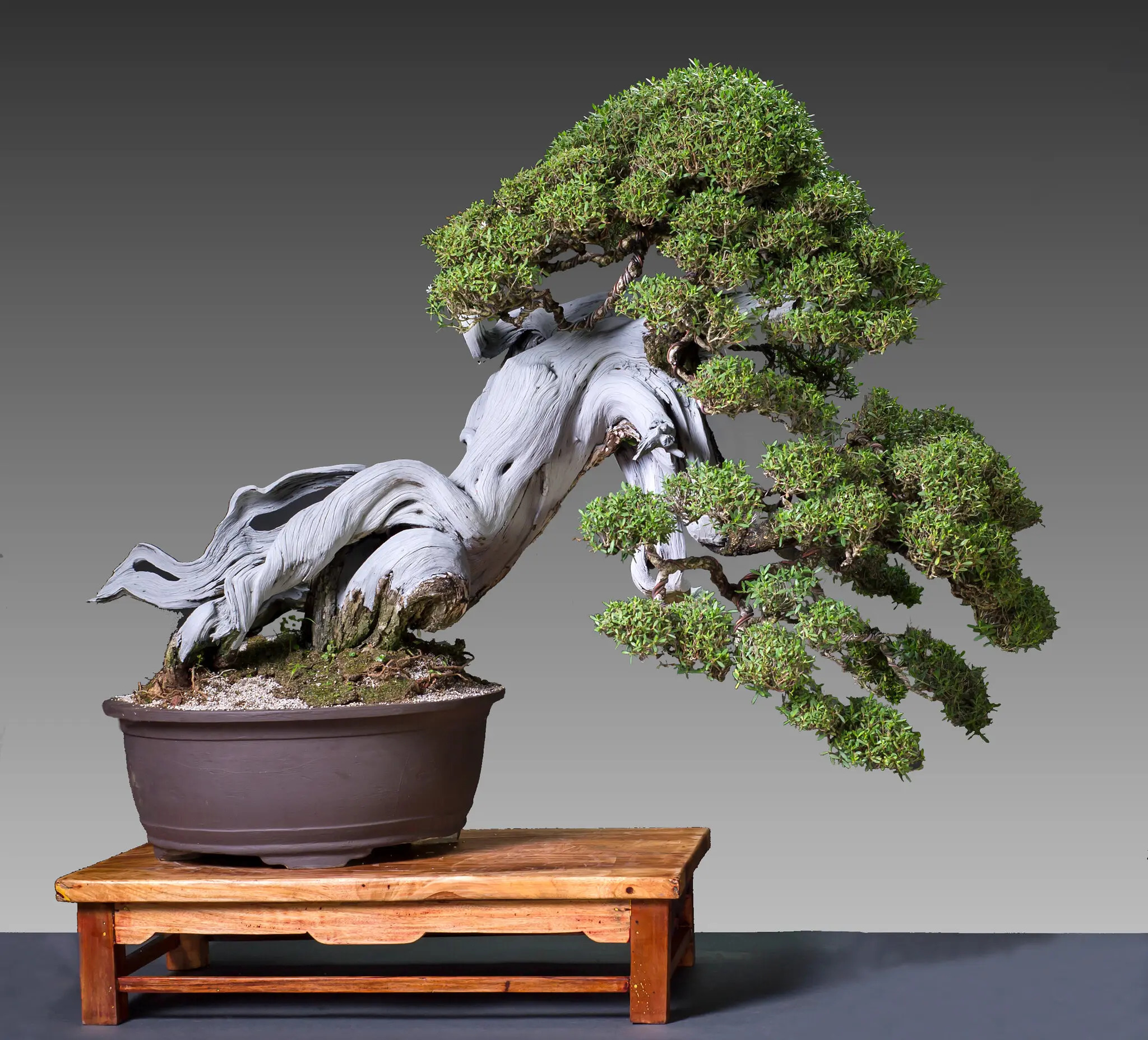 bonsai nghe thuat tao dang cay canh nhat ban