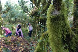 Rừng rêu phong dưới đỉnh Chiều Lầu Thi