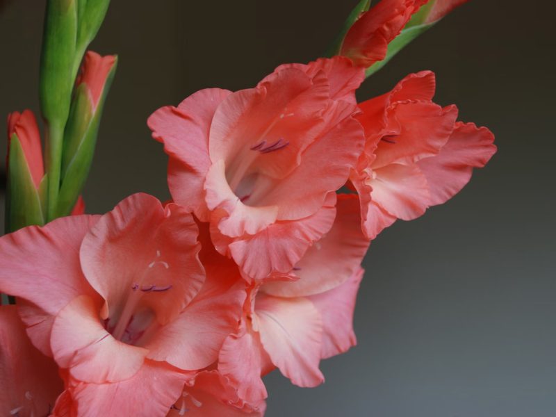 Hoa lay ơn: Vẻ đẹp mang tính biểu tượng