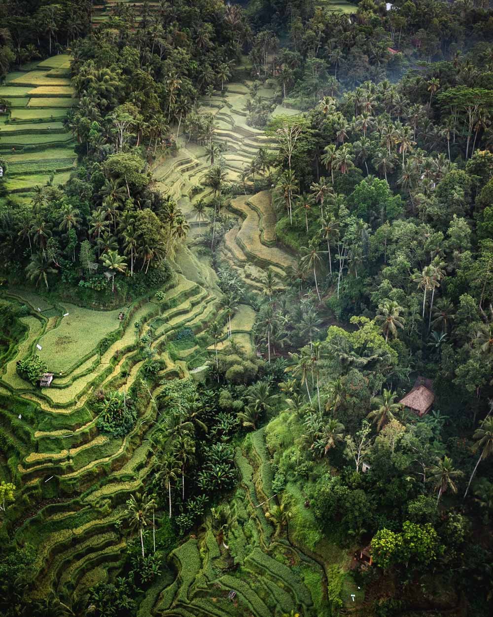 ruong bac thang nhiet doi thien nhien du lich