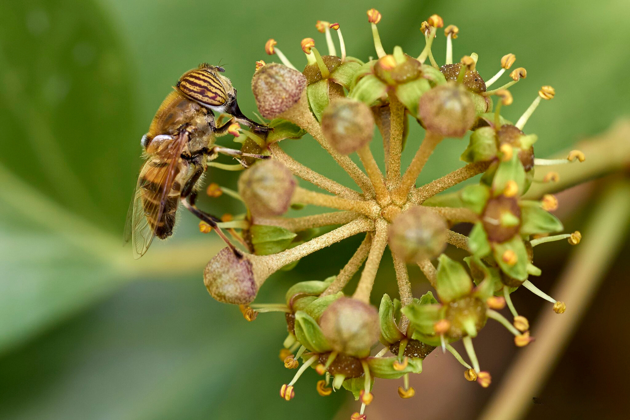 hoa vang xanh ivy flowers