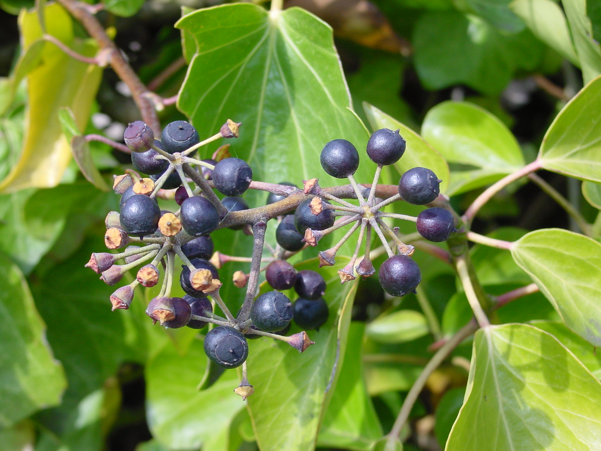 qua mong den cay thuong xuan english ivy black berries