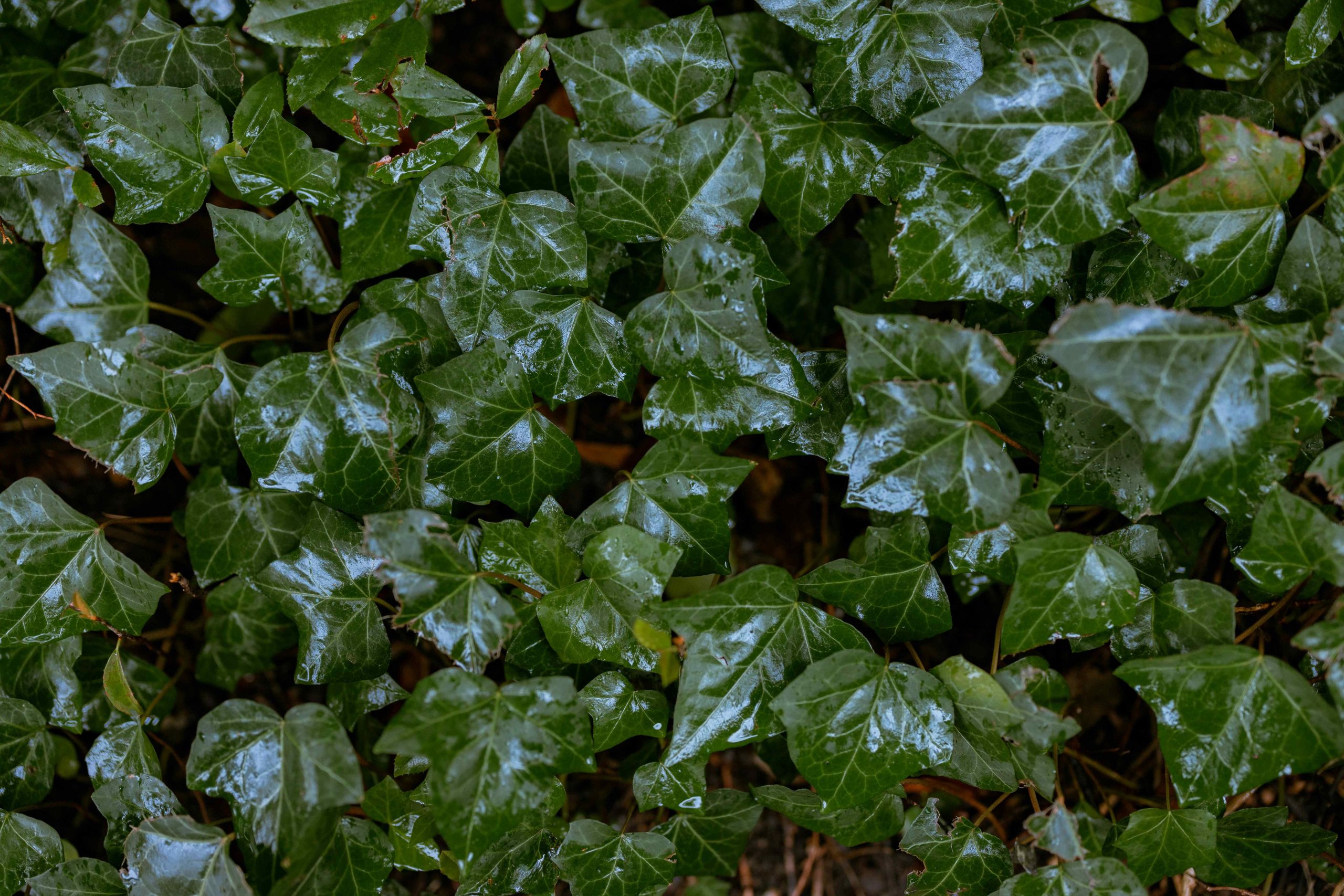 la xanh cay leo english ivy leaves