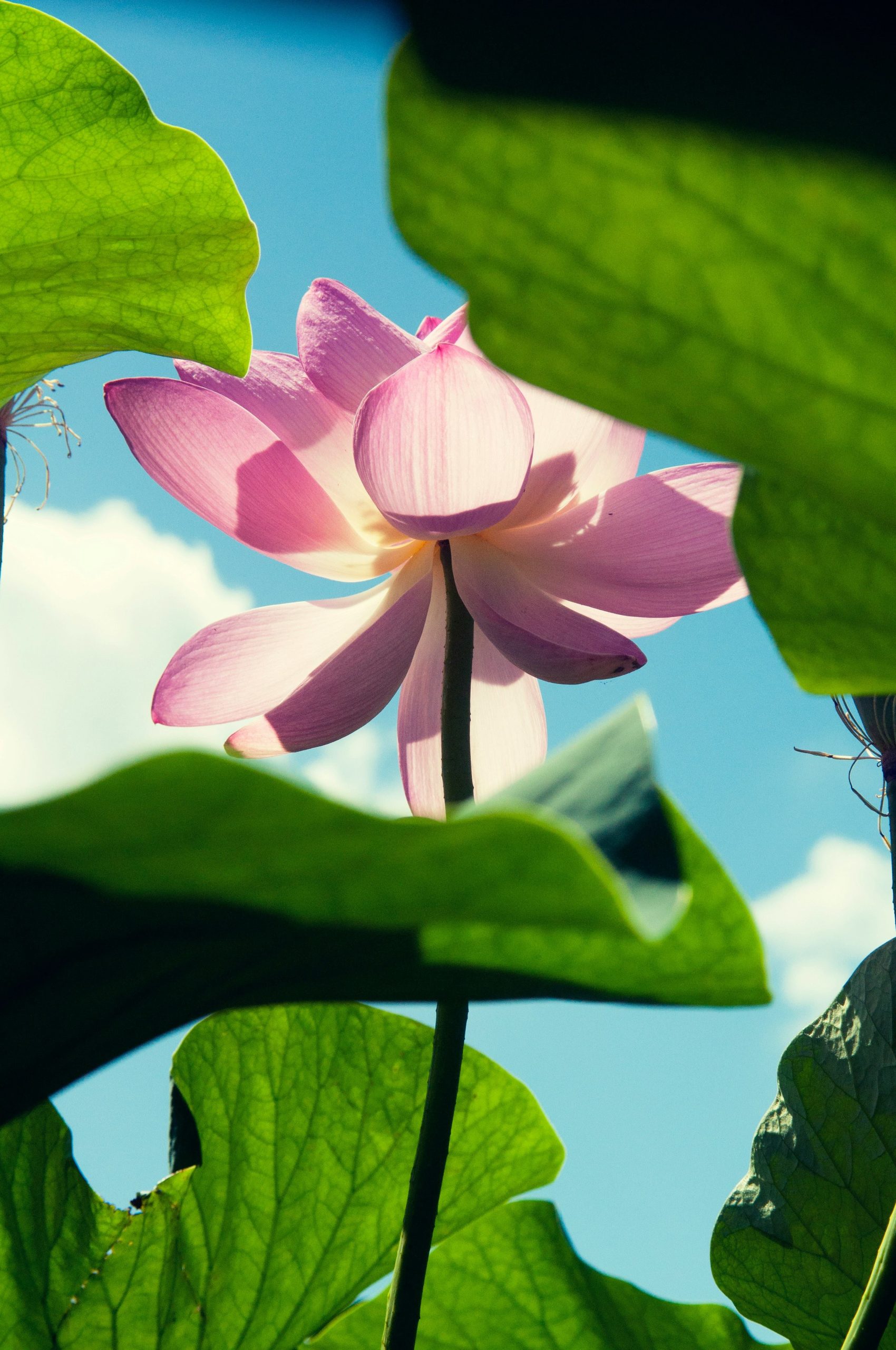 hoa sen lotus bieu tuong tinh khiet