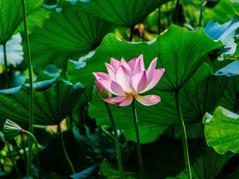 Hoa sen: Biểu tượng thiên nhiên cho sự thuần khiết và kiên định