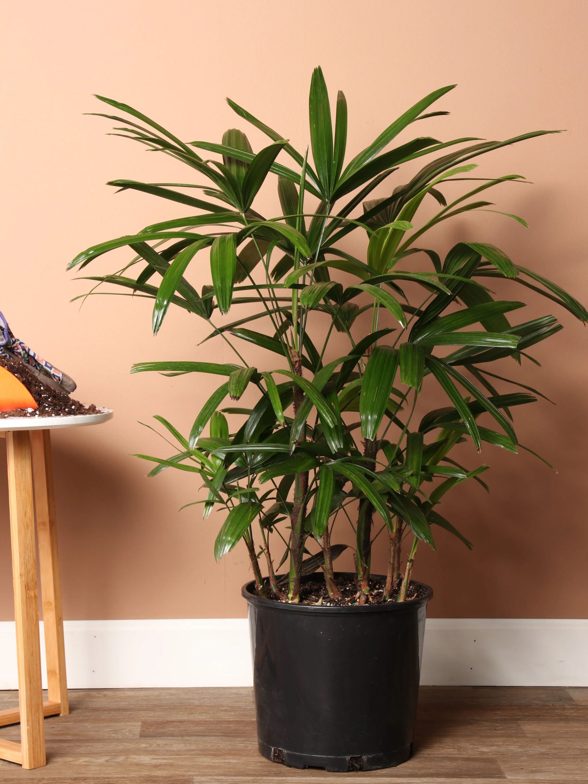 lady palm
