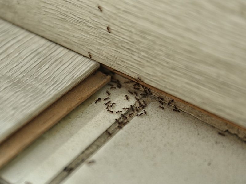 Mẹo diệt kiến an toàn và hiệu quả