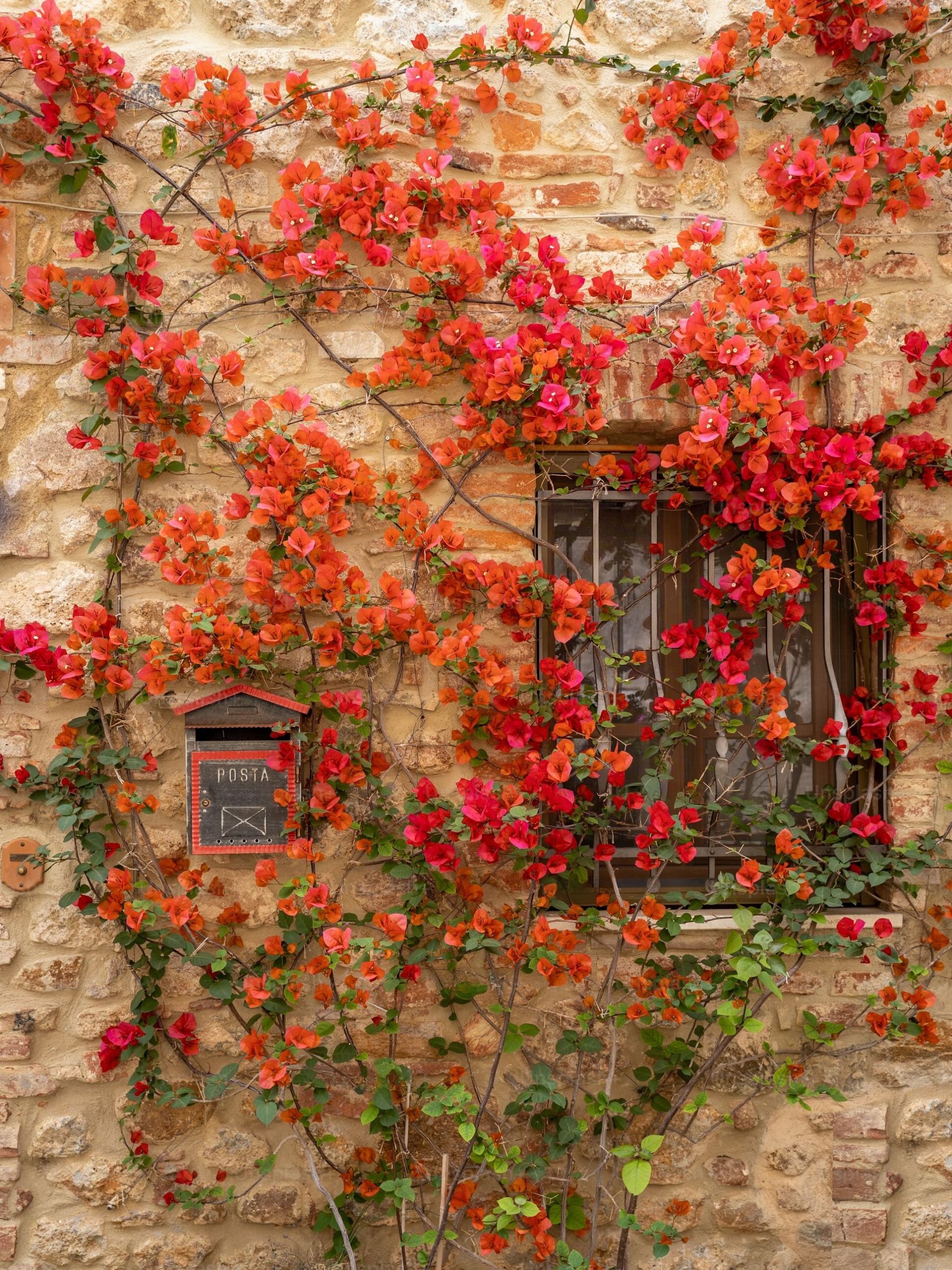 hoa giay paper flower plant Bougainville