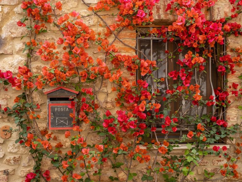 Hoa giấy: Mạnh mẽ và rực rỡ