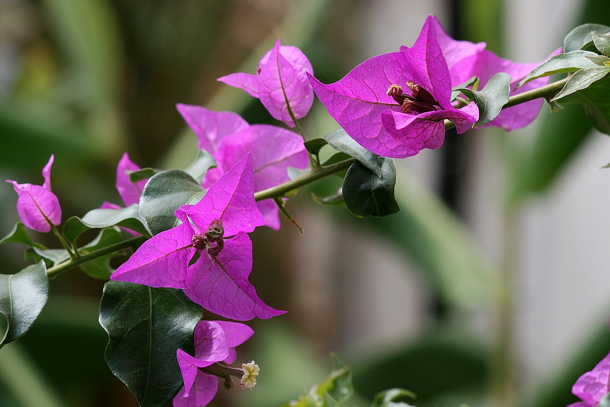 paper flower plant Bougainville