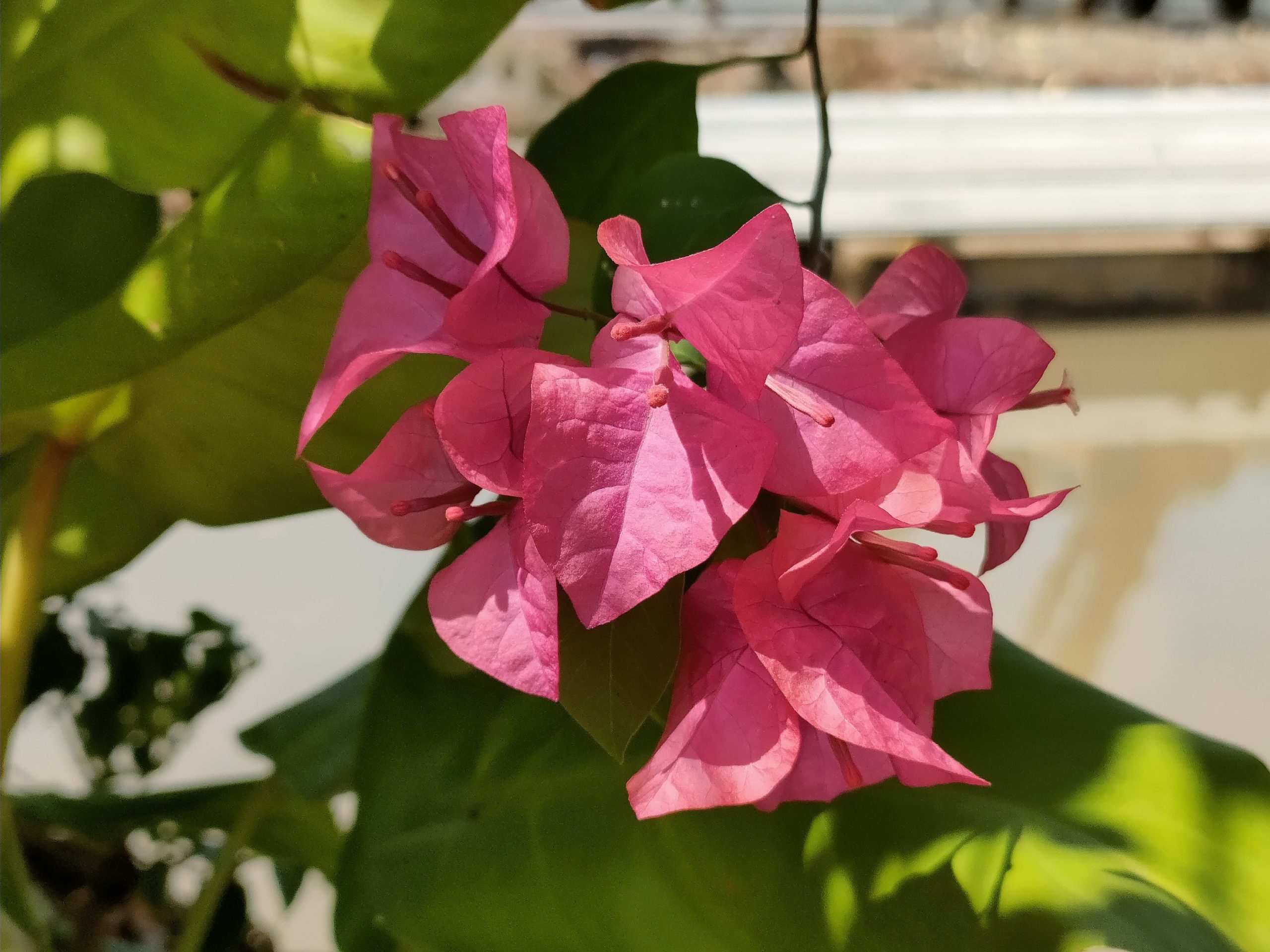 hoa giay paper flower plant Bougainville