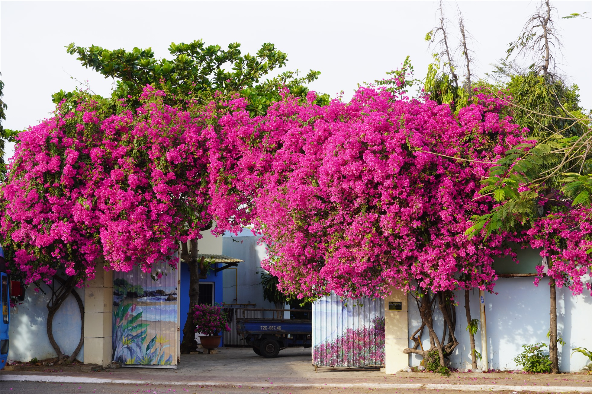paper flower plant Bougainville