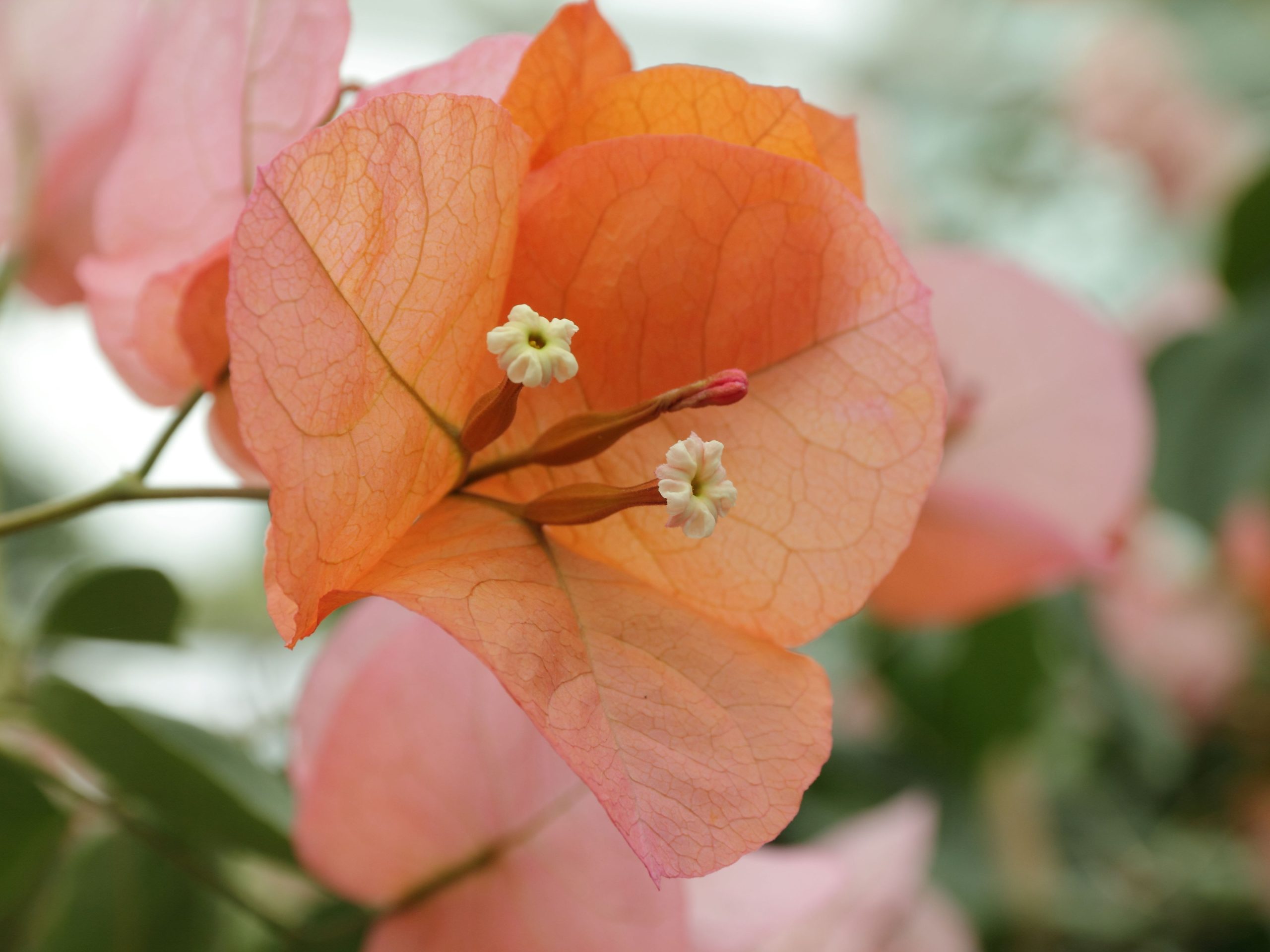 hoa giay paper flower plant Bougainville