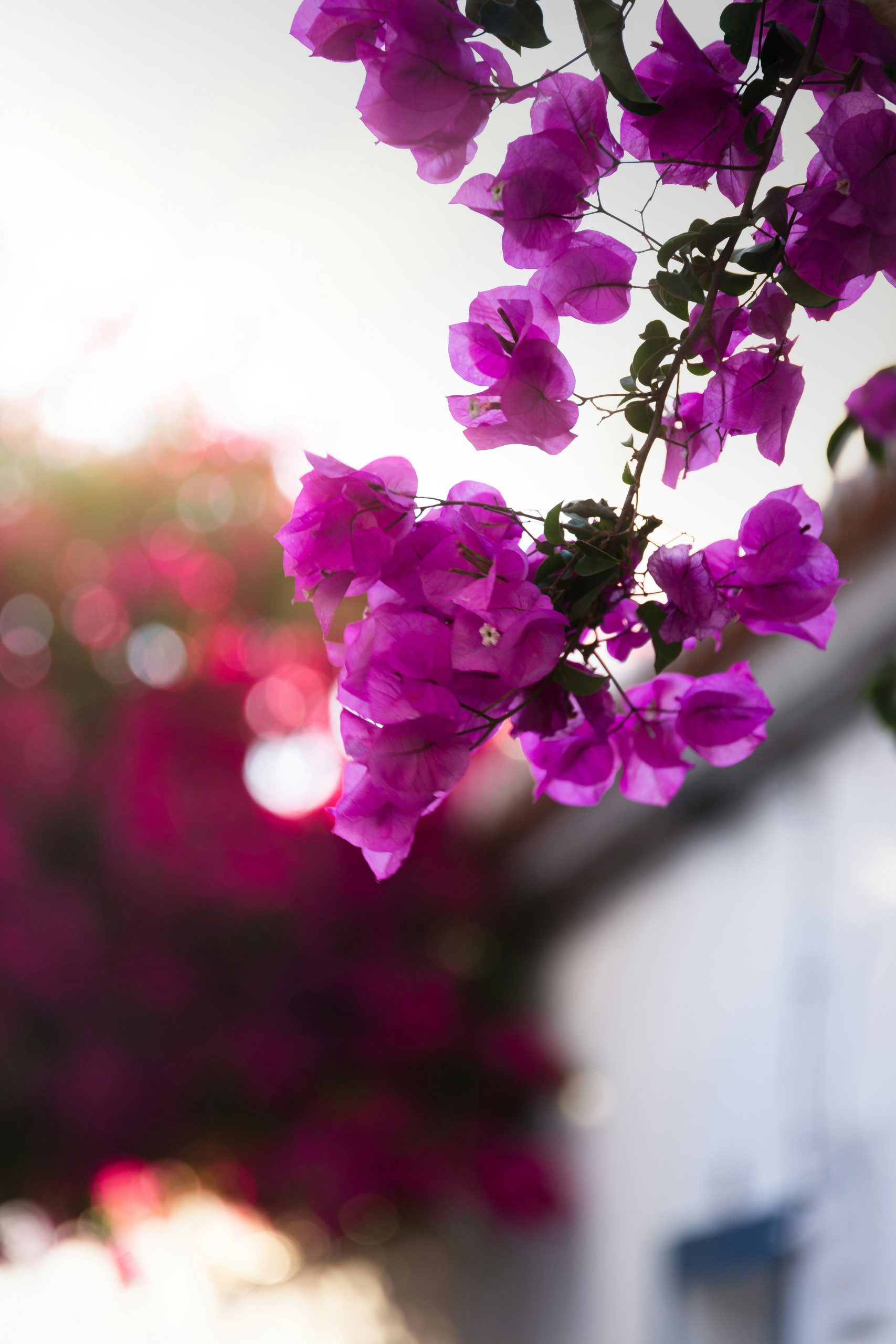 paper flower plant Bougainville