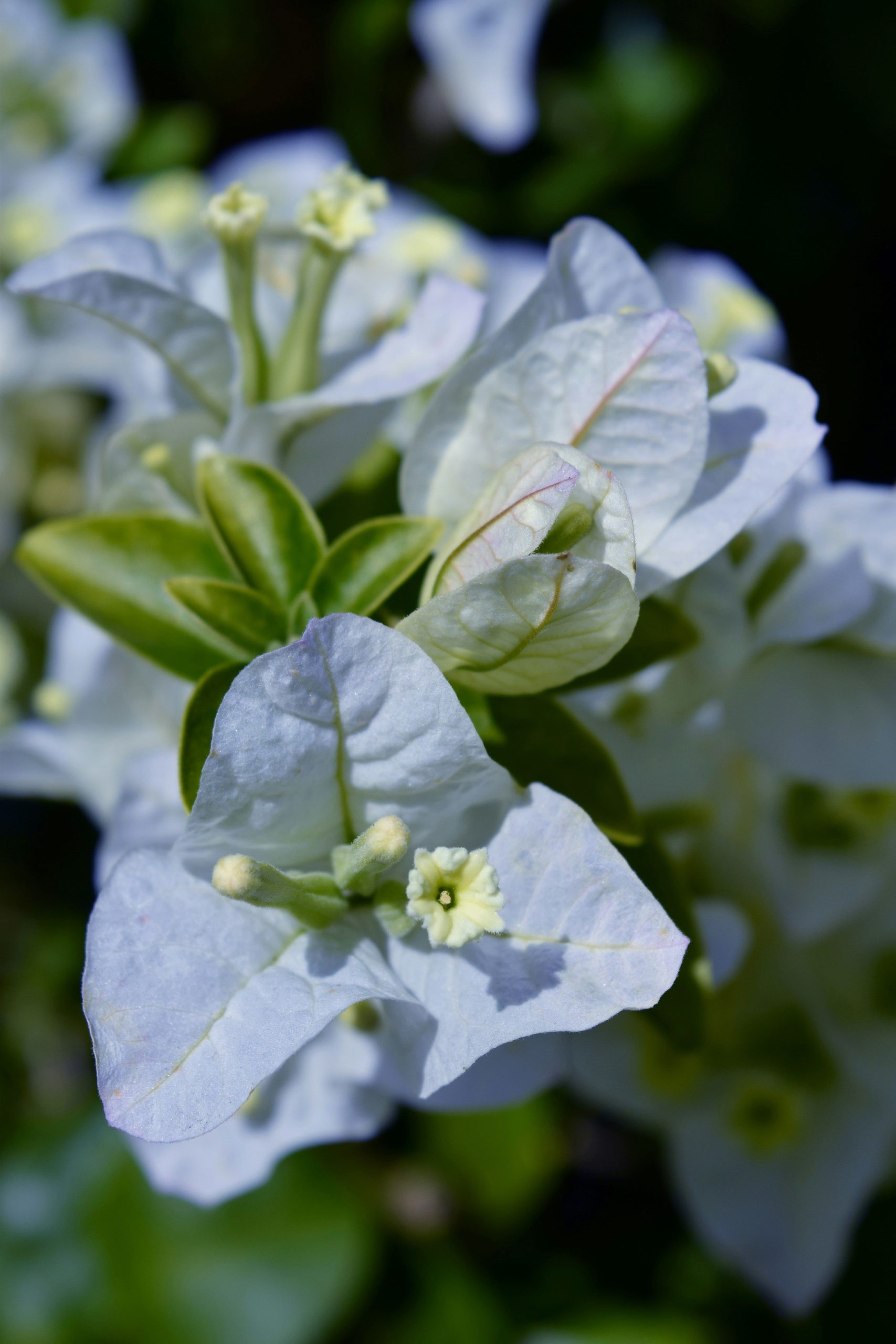 hoa giay paper flower plant Bougainville