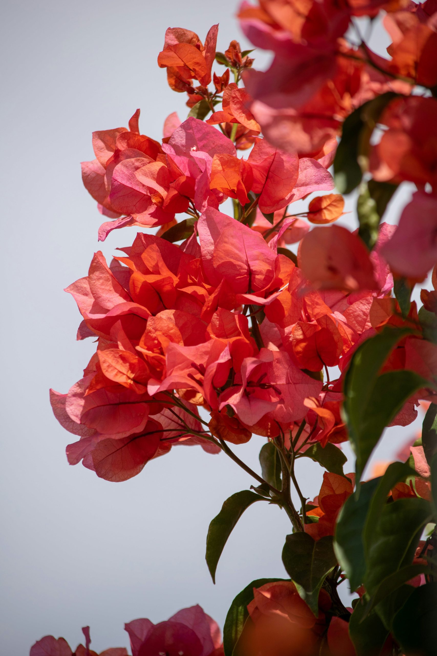 paper flower plant Bougainville