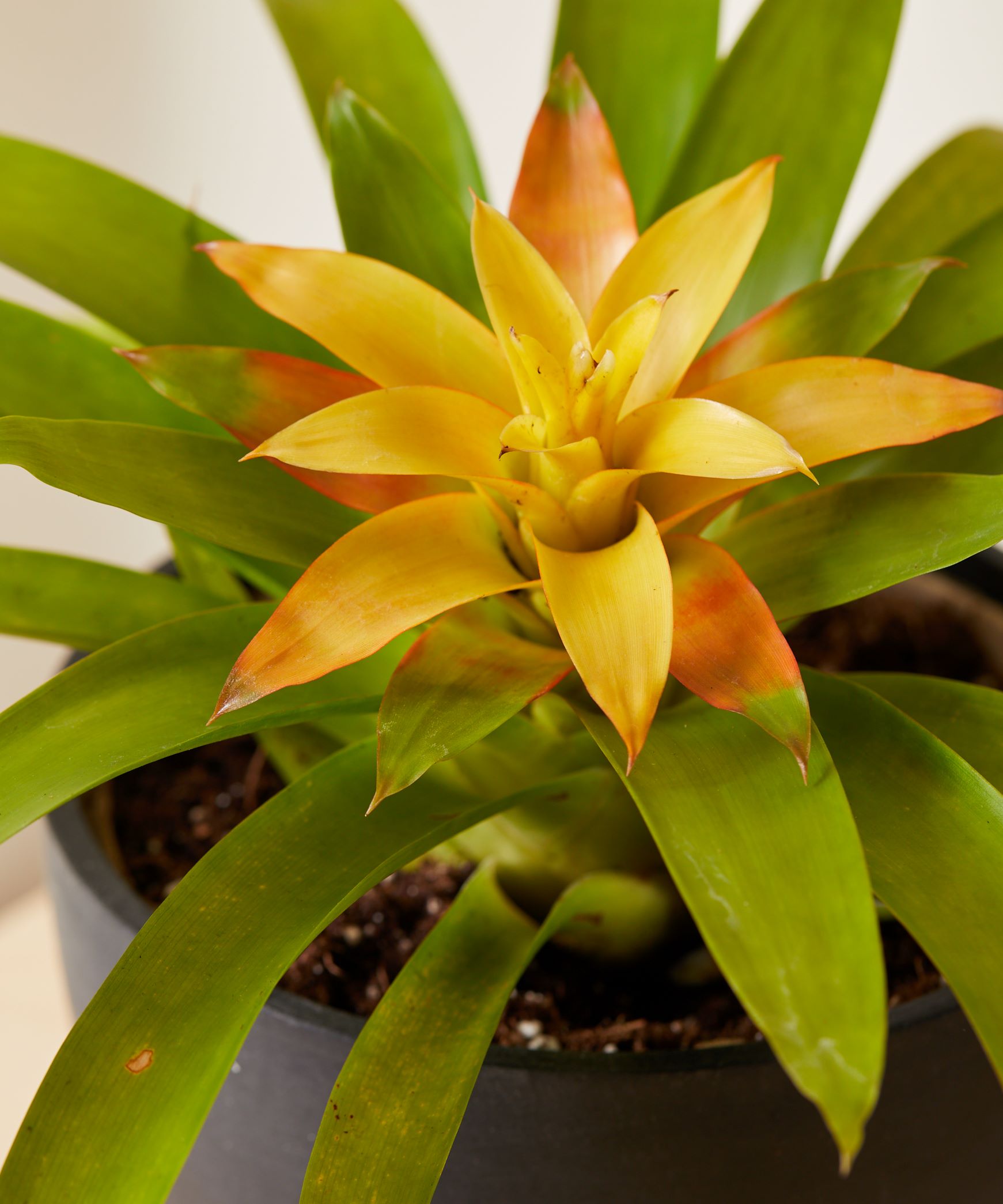 tropical plant phong loc hoa Guzmania Bromeliad