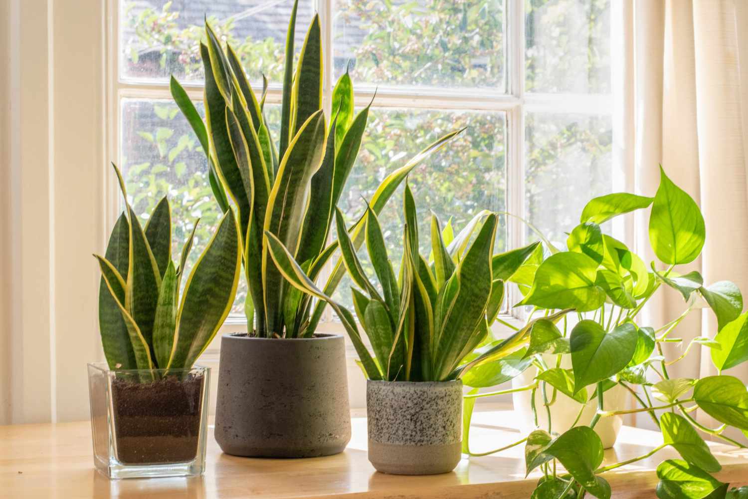 cay nhiet doi tropical plant luoi ho Snake plant