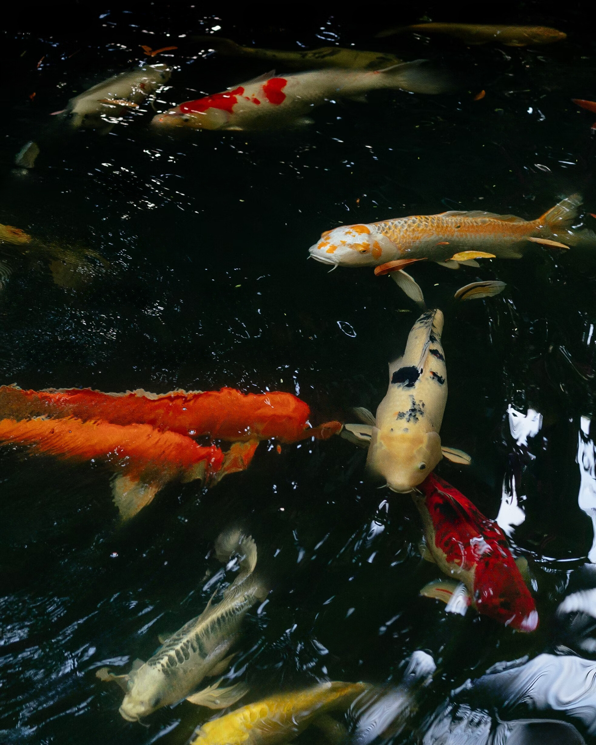 ca koi Nishikigoi