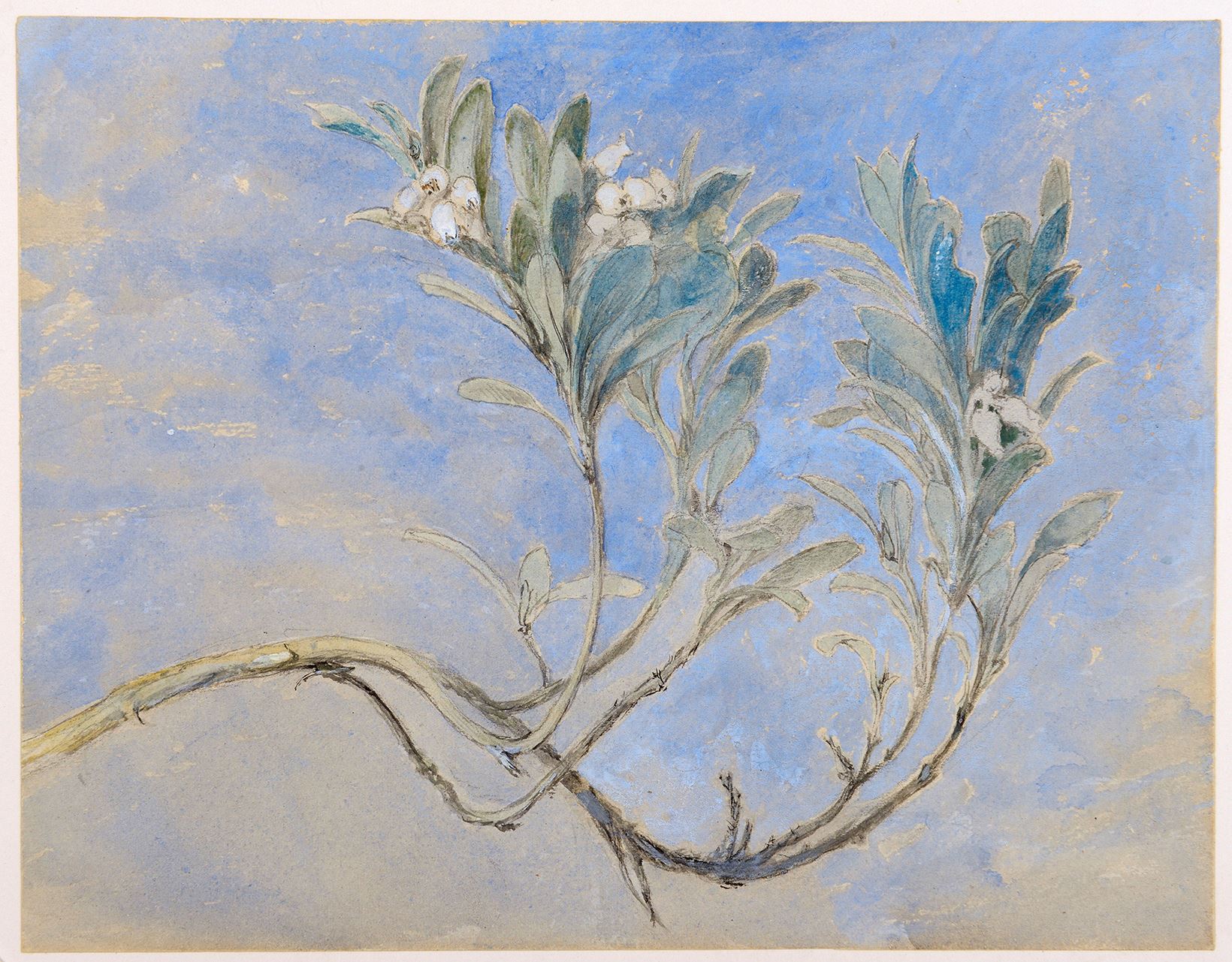 Study of a Sprig of Myrtle John Ruskin nghe thuat thien nhien