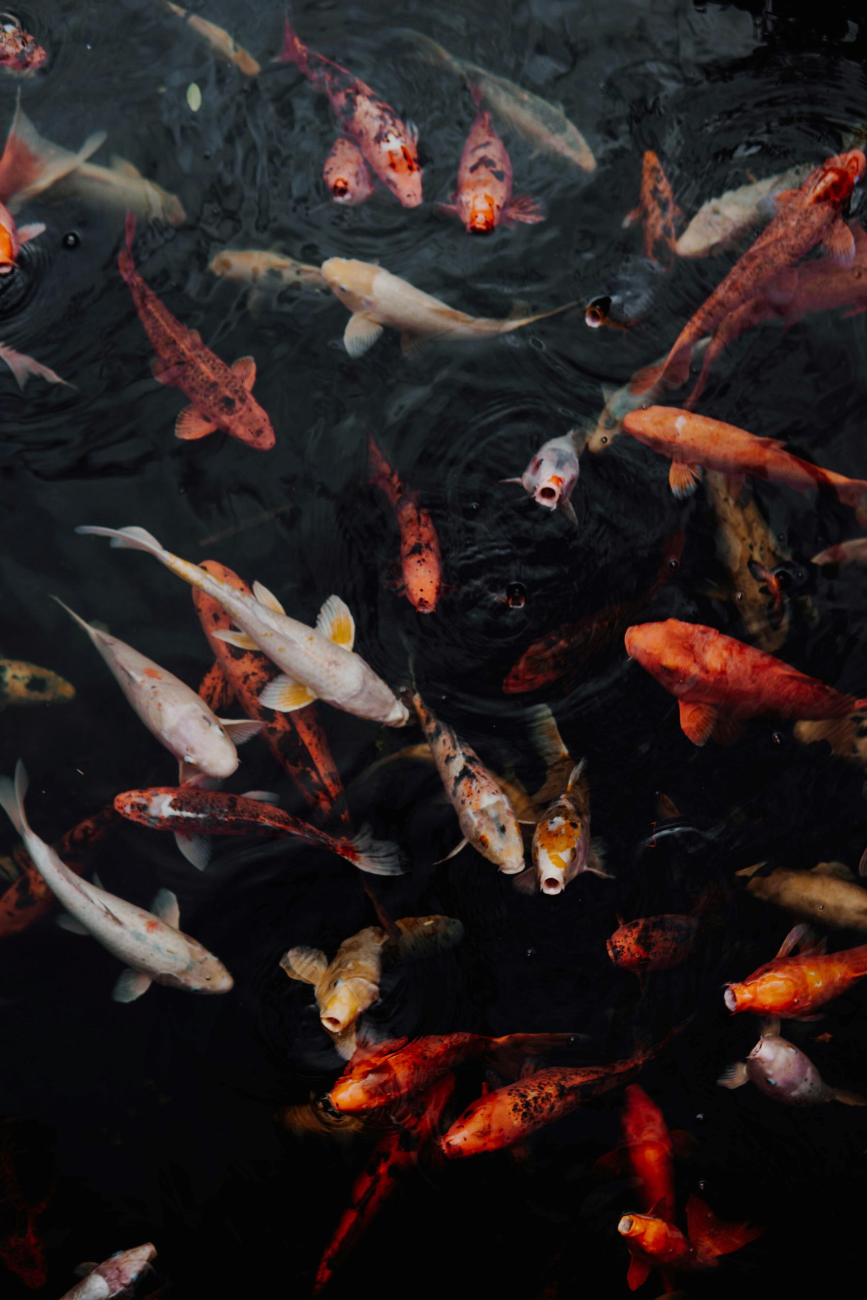 ca koi koi fish Nishikigoi