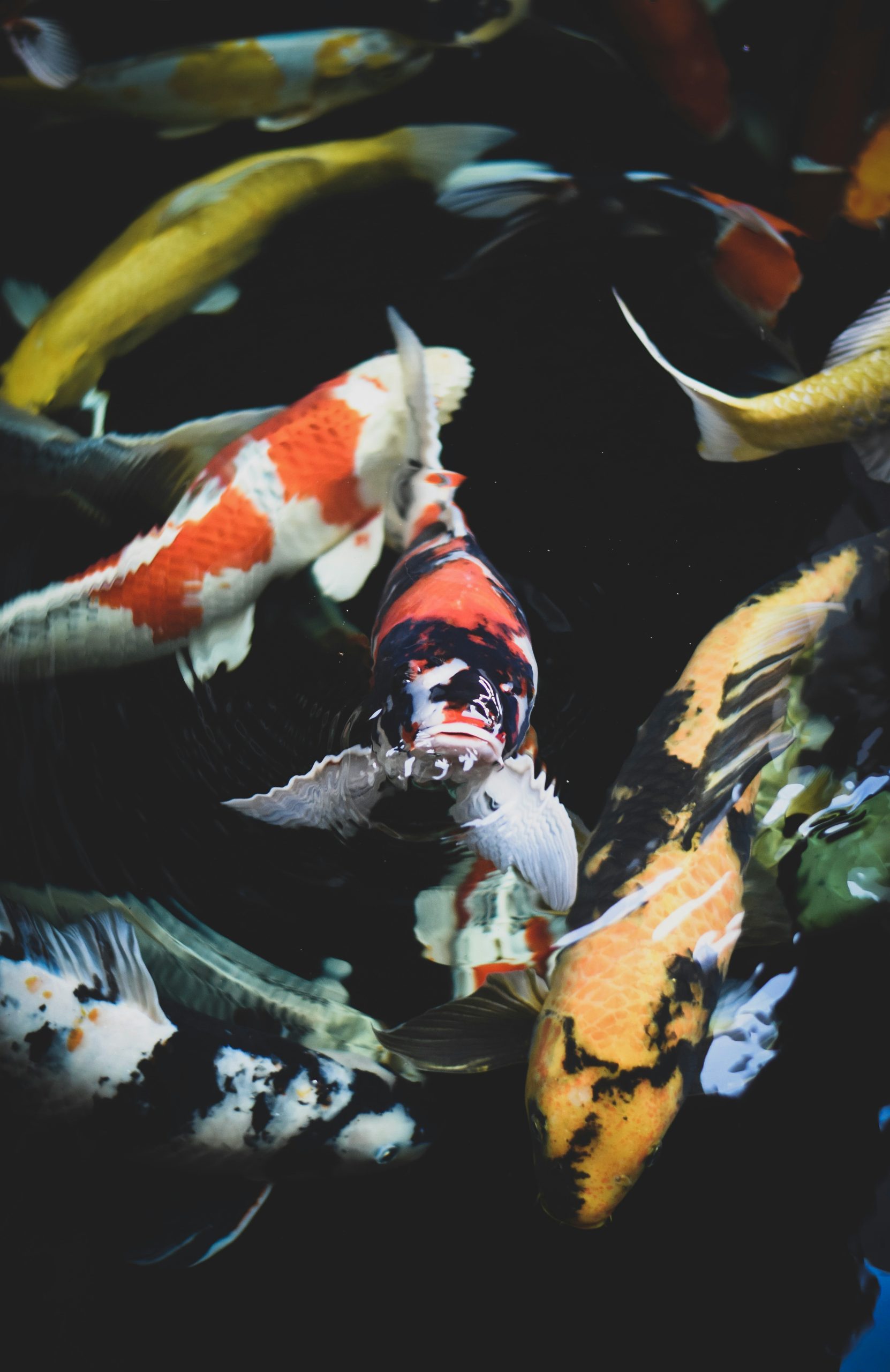 ca koi koi fish Nishikigoi