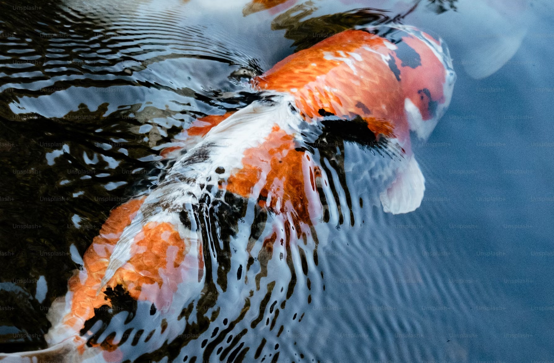 ca koi koi fish Nishikigoi
