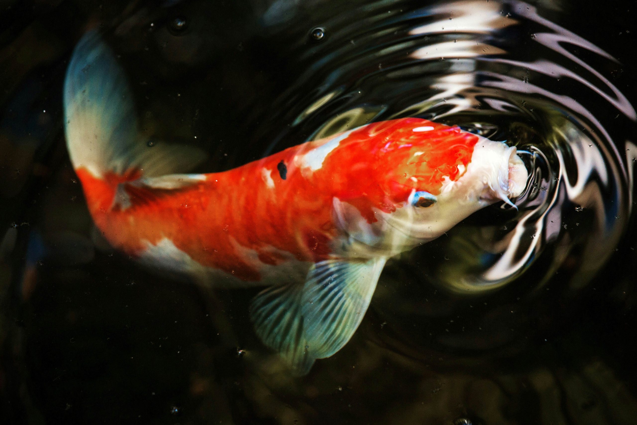 ca koi koi fish Nishikigoi