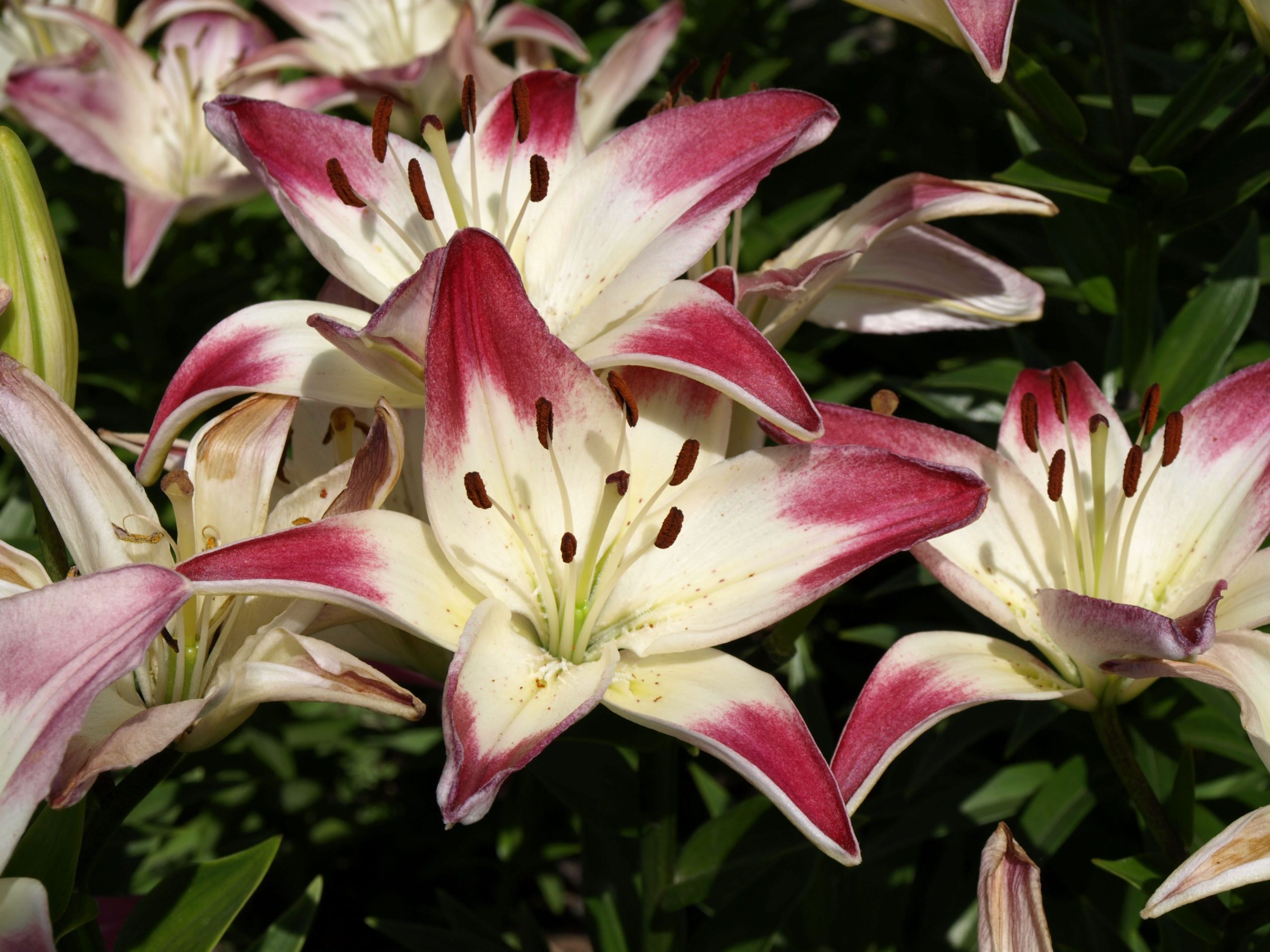 lily Asiatic Hybrids