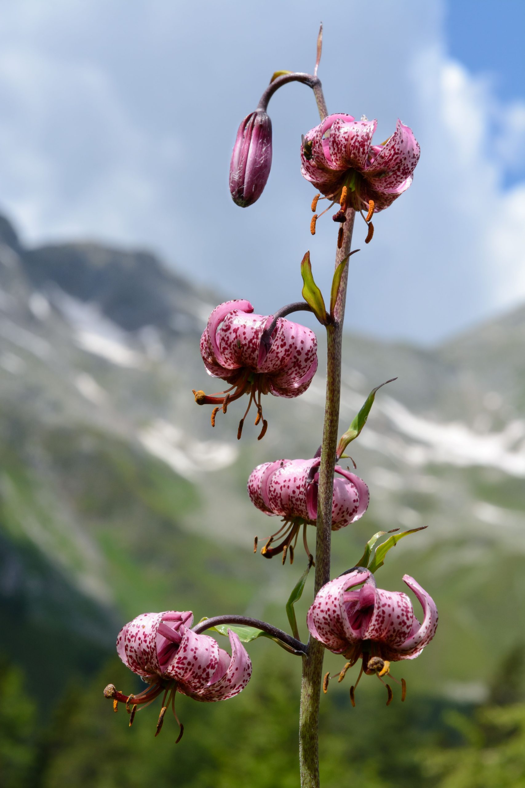 Martagon Lily Turk's Cap