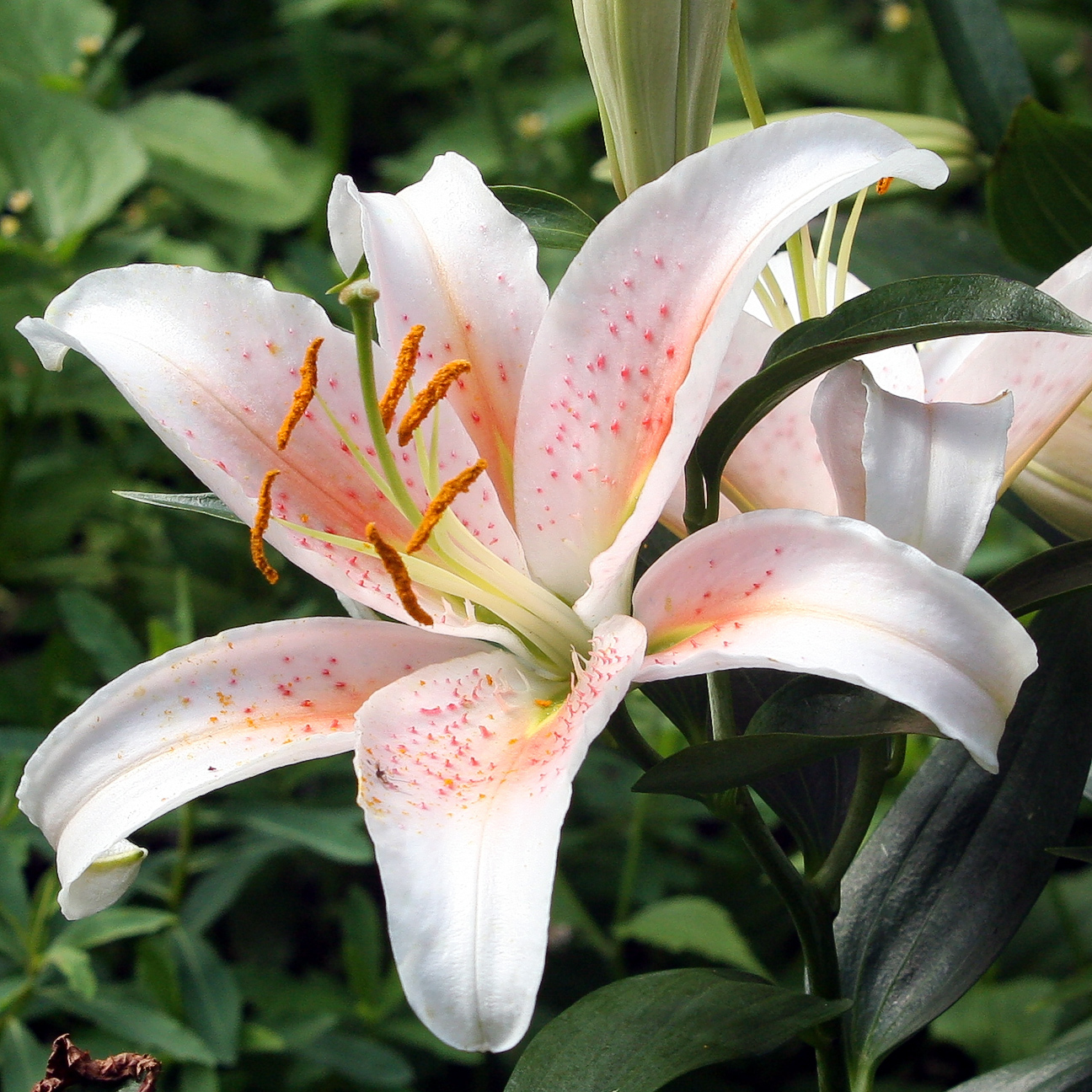 lily Oriental Hybrids