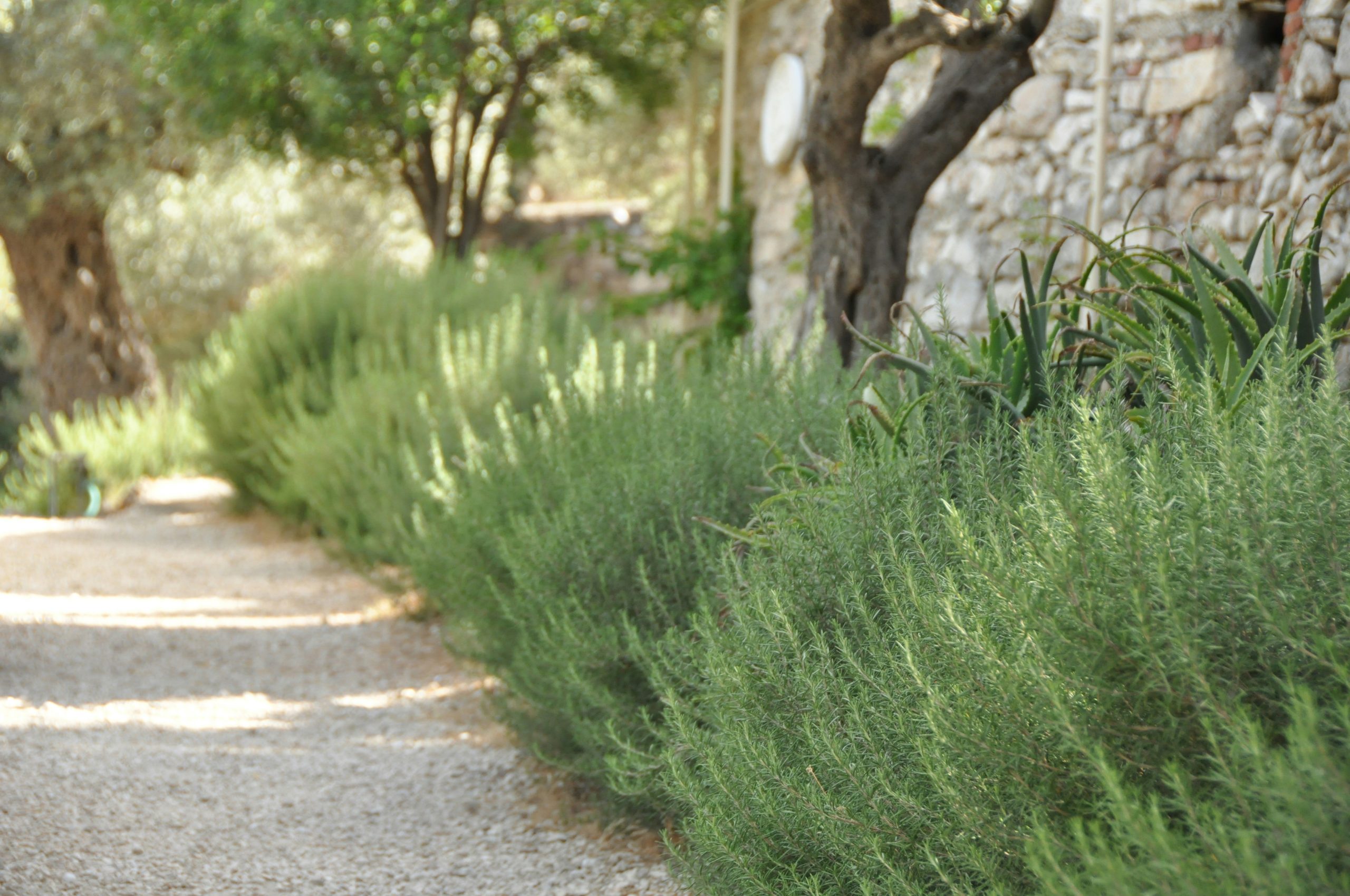 rosemary Rosmarinus