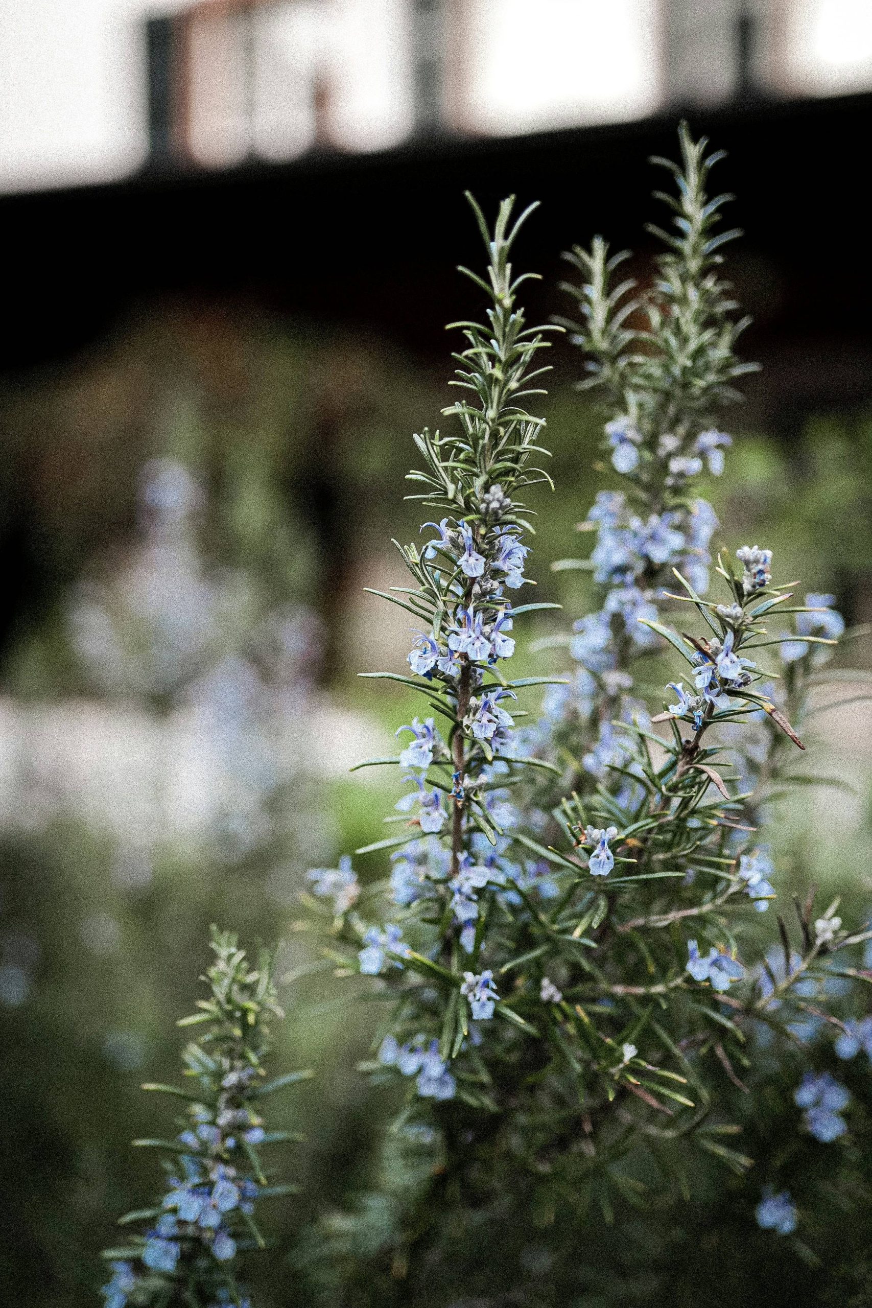rosemary Rosmarinus