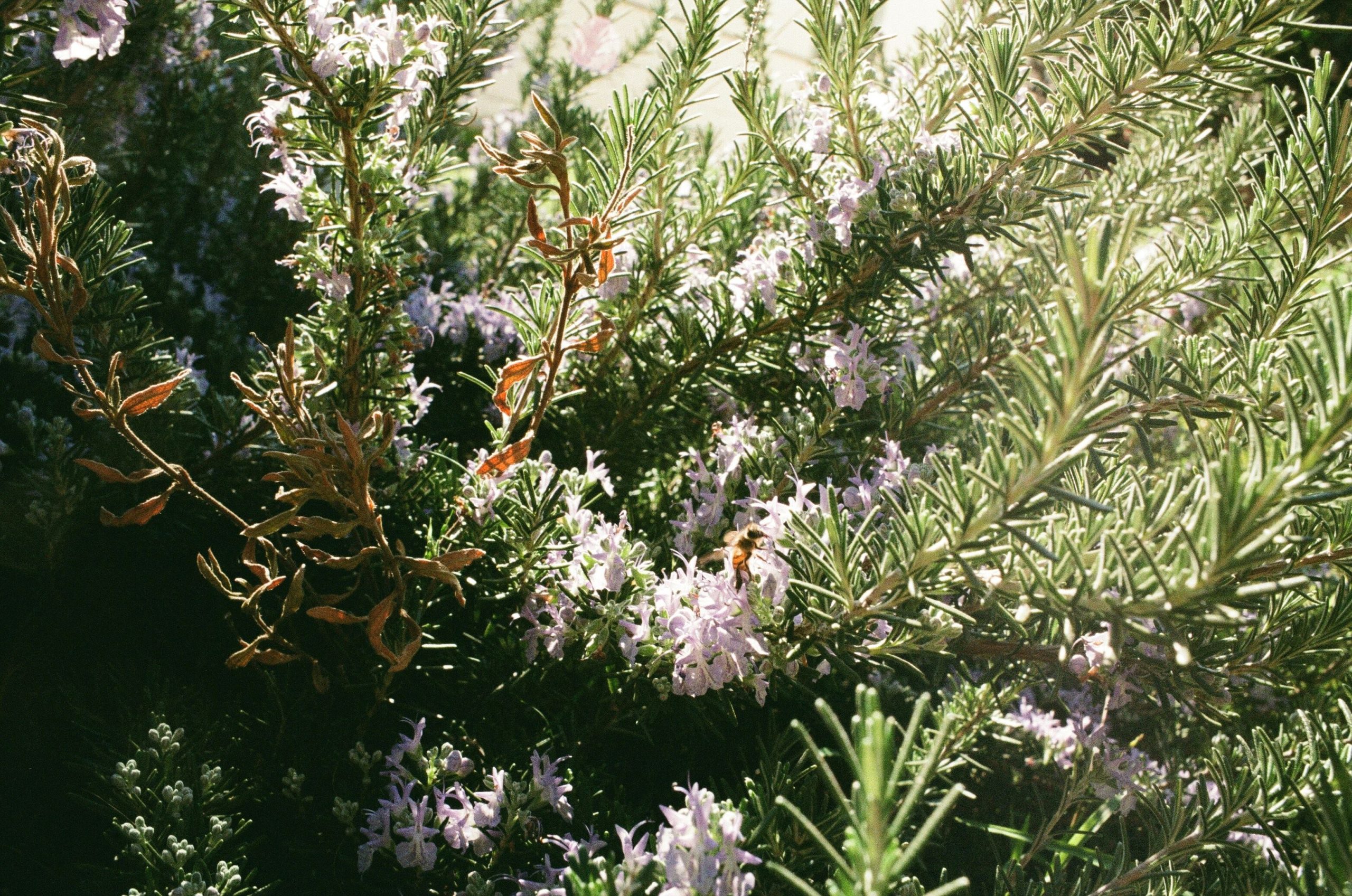 rosemary Rosmarinus