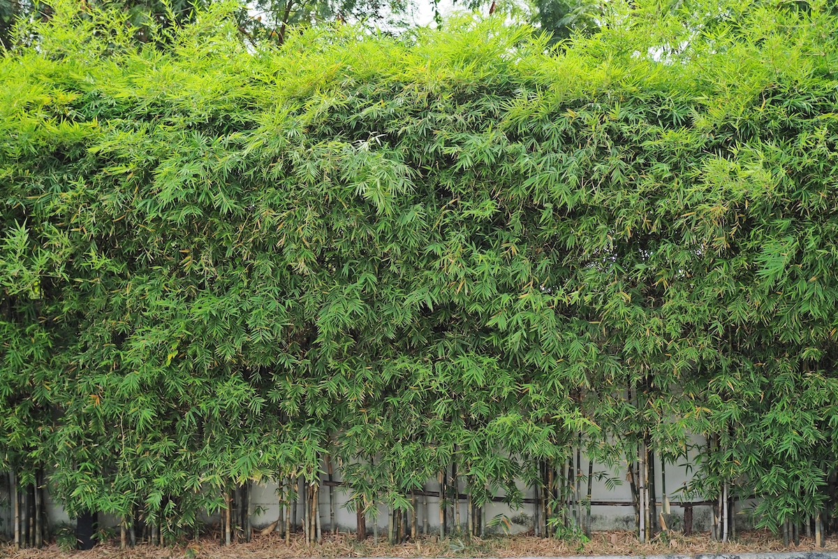 green fence hoa flower truc bamboo