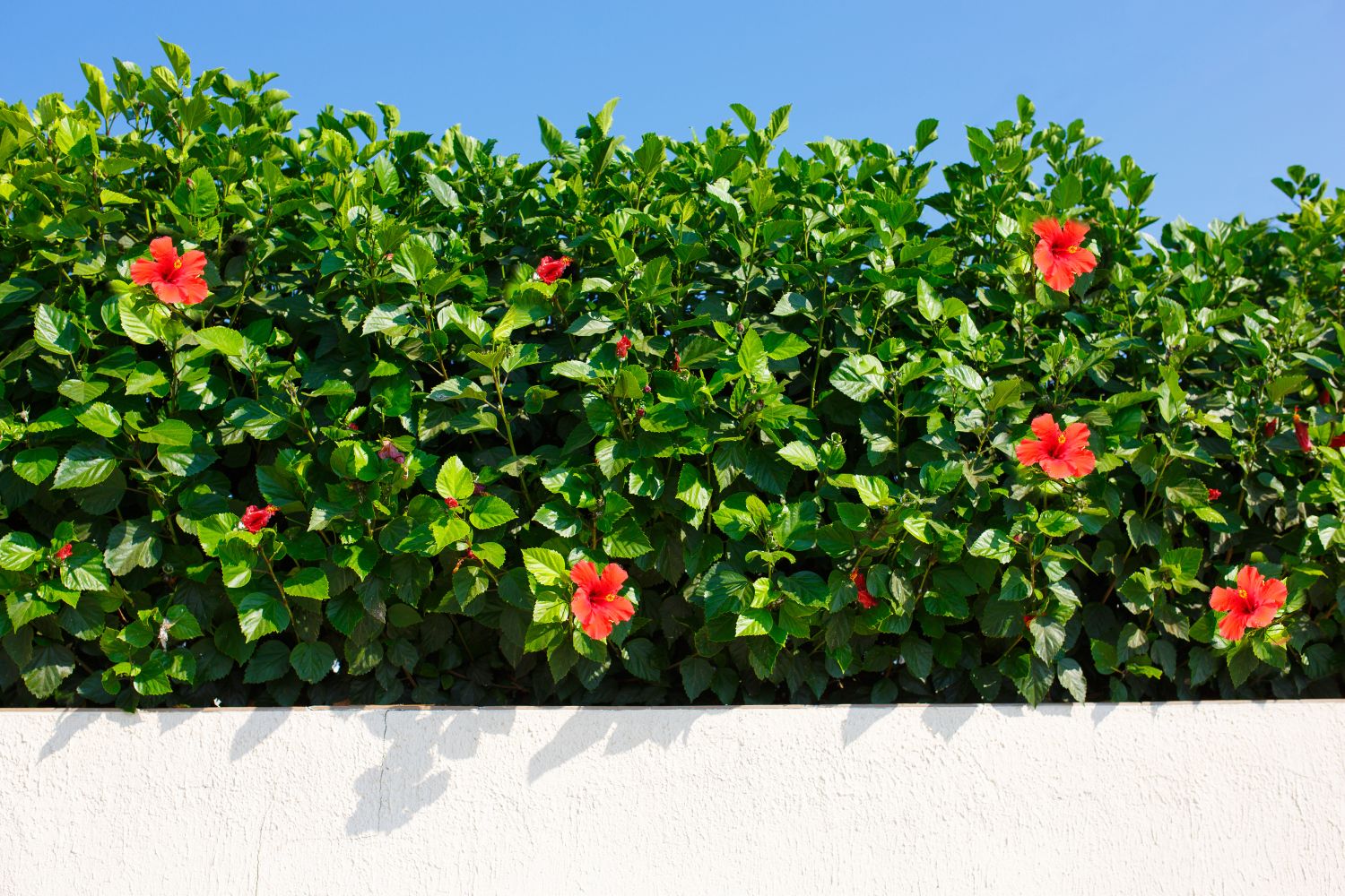 green fence hoa flower hoa dam but